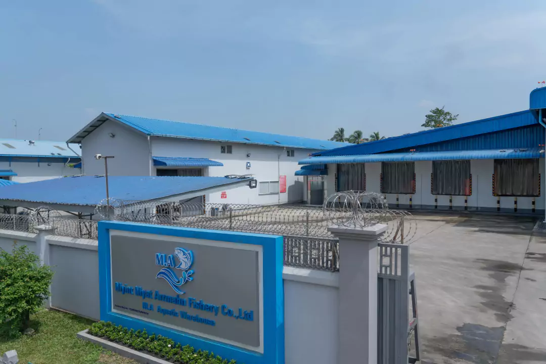 About Myint Myat Arrmahn