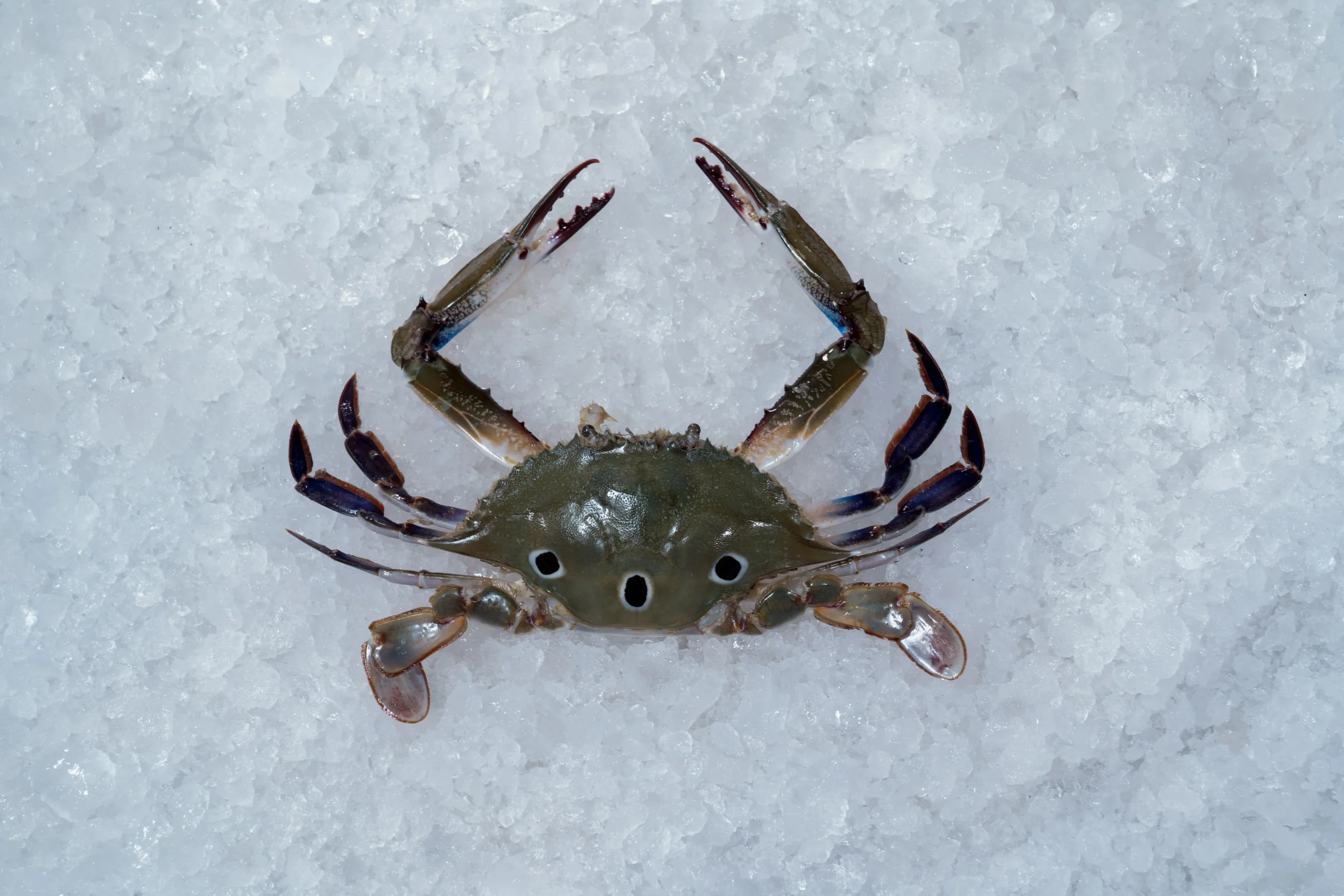 Three Spot Swimming Crab