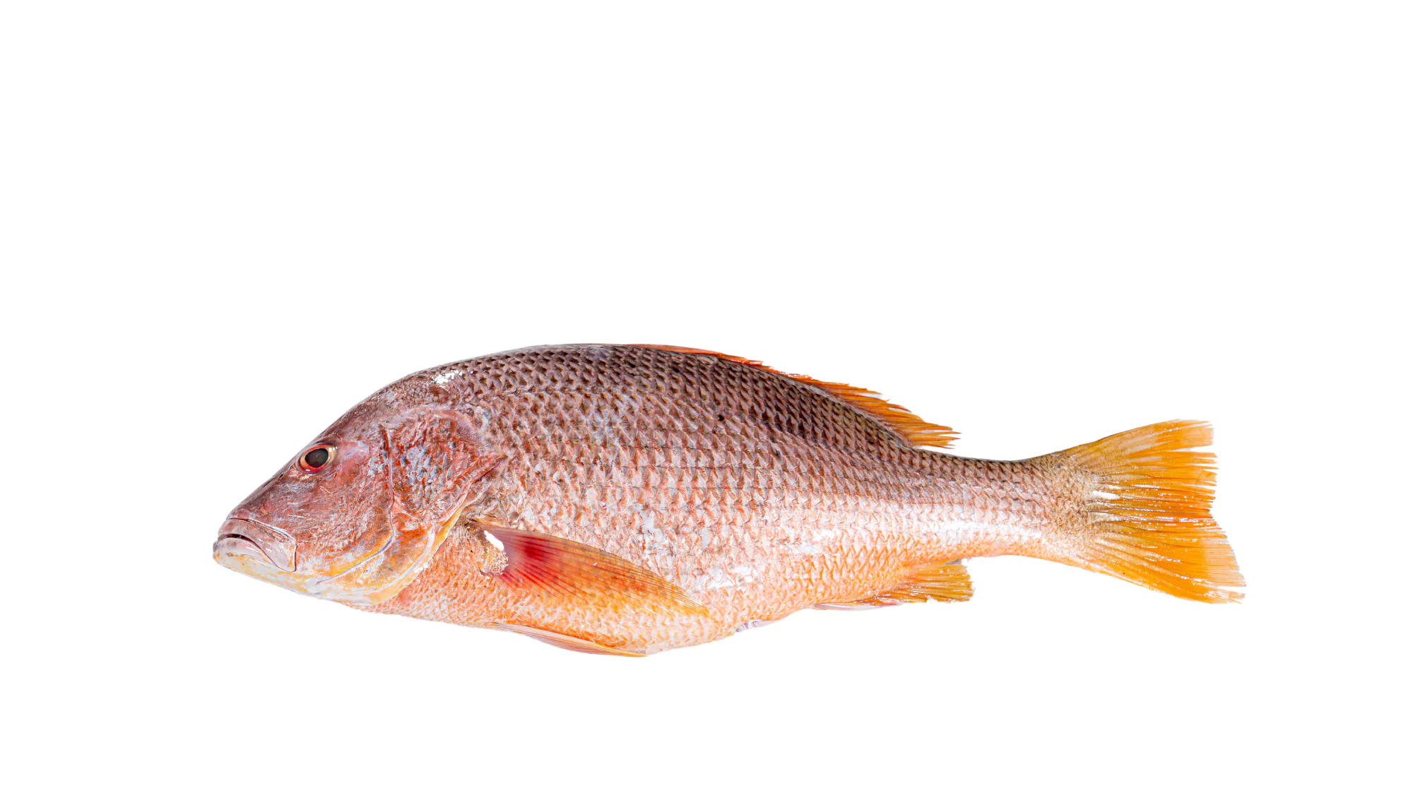 Red Snapper