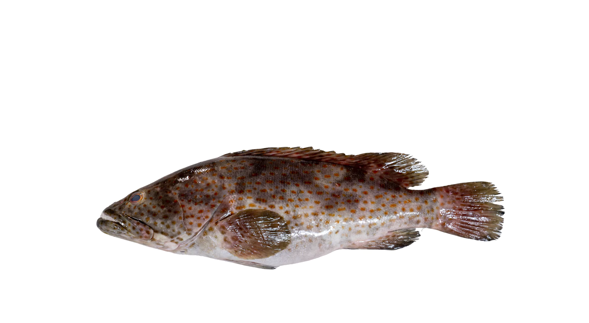 Malabar Grouper