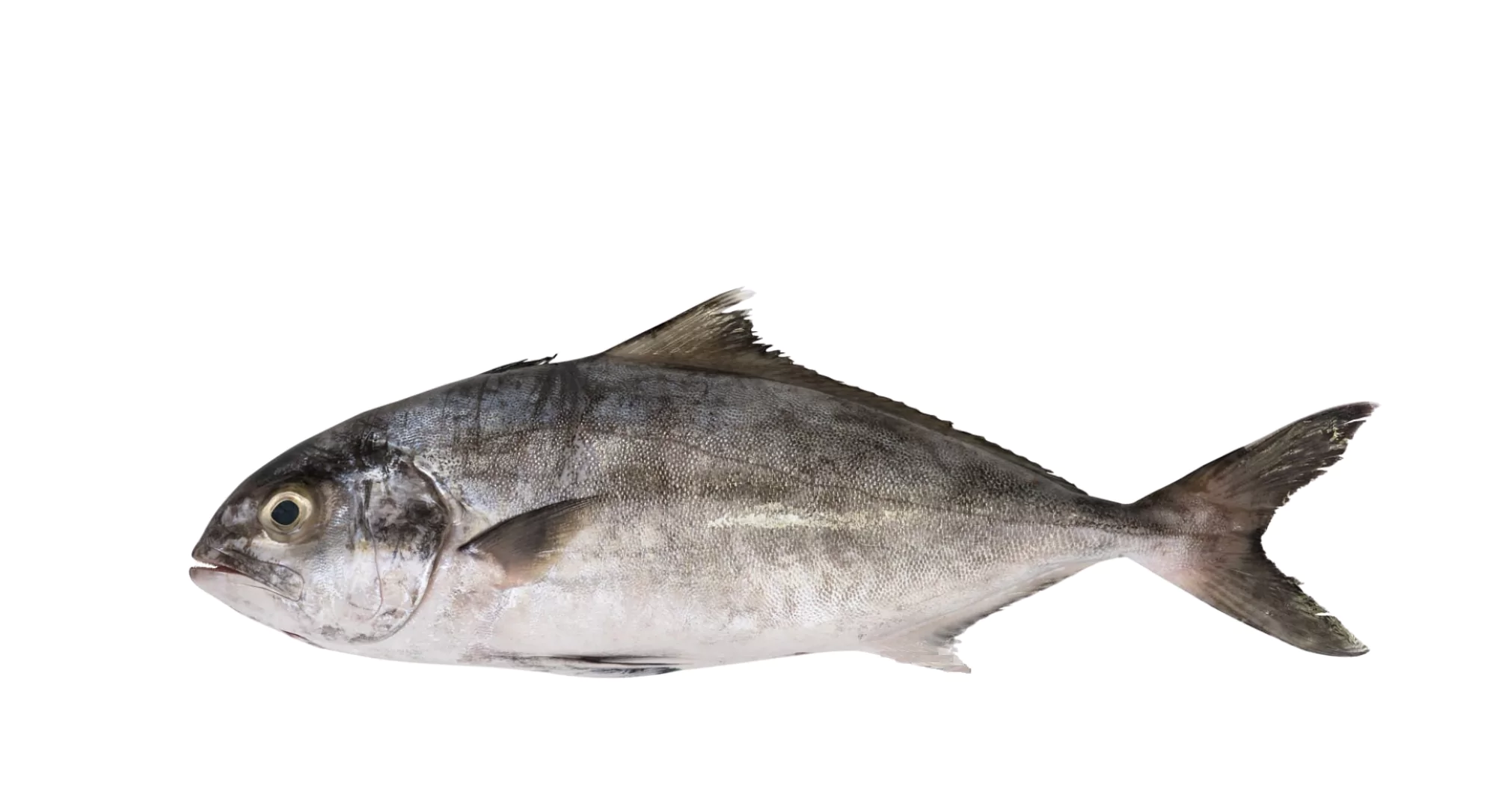 Black Banded Trevally