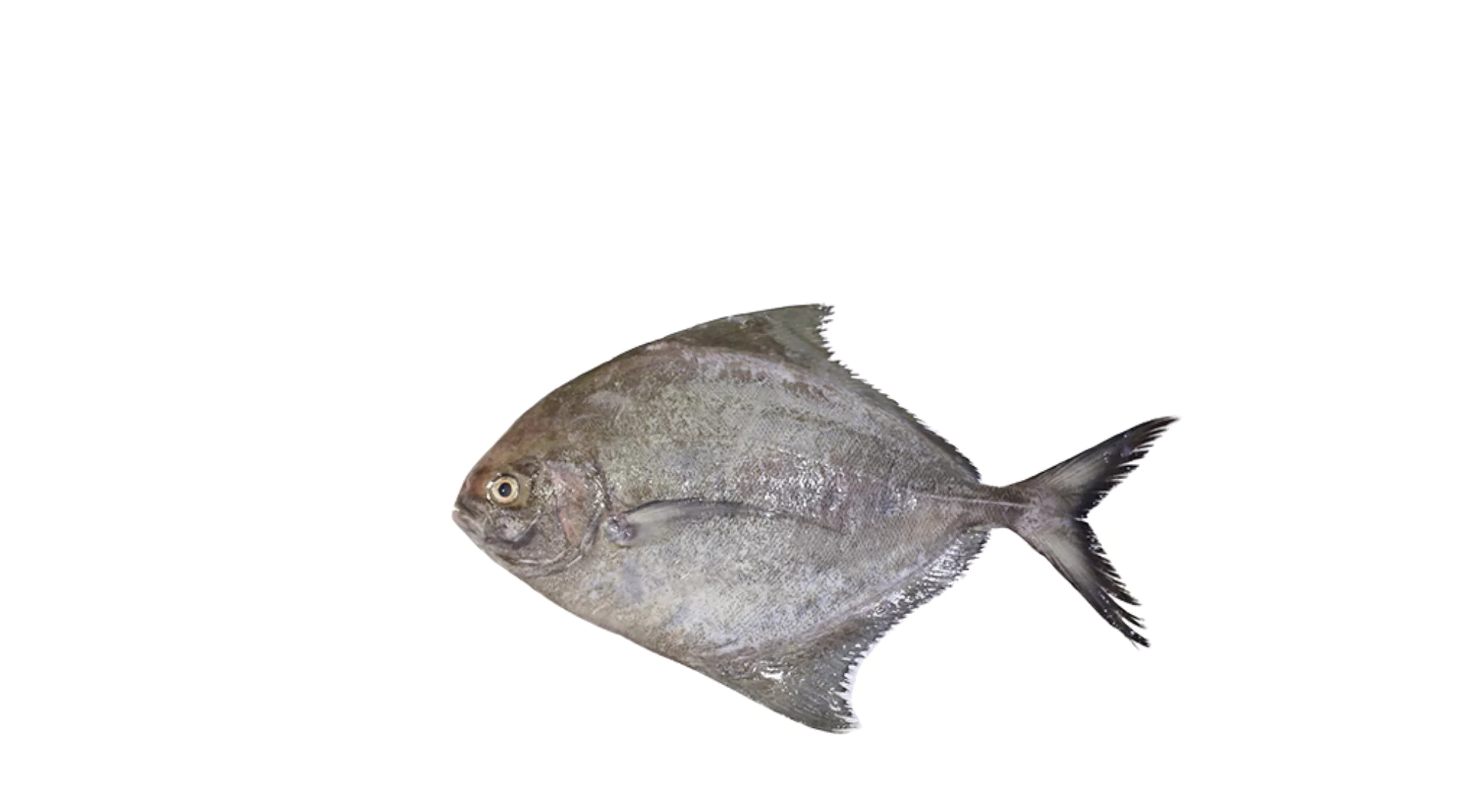 Black Pomfret