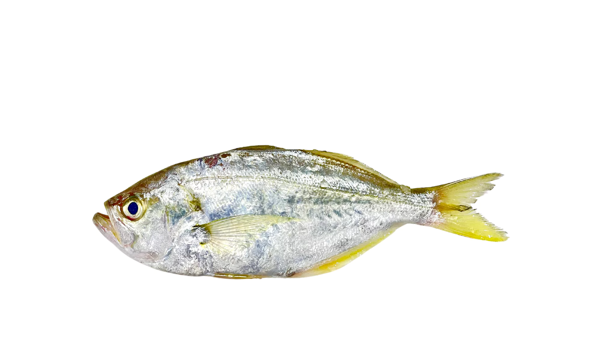 False Trevally