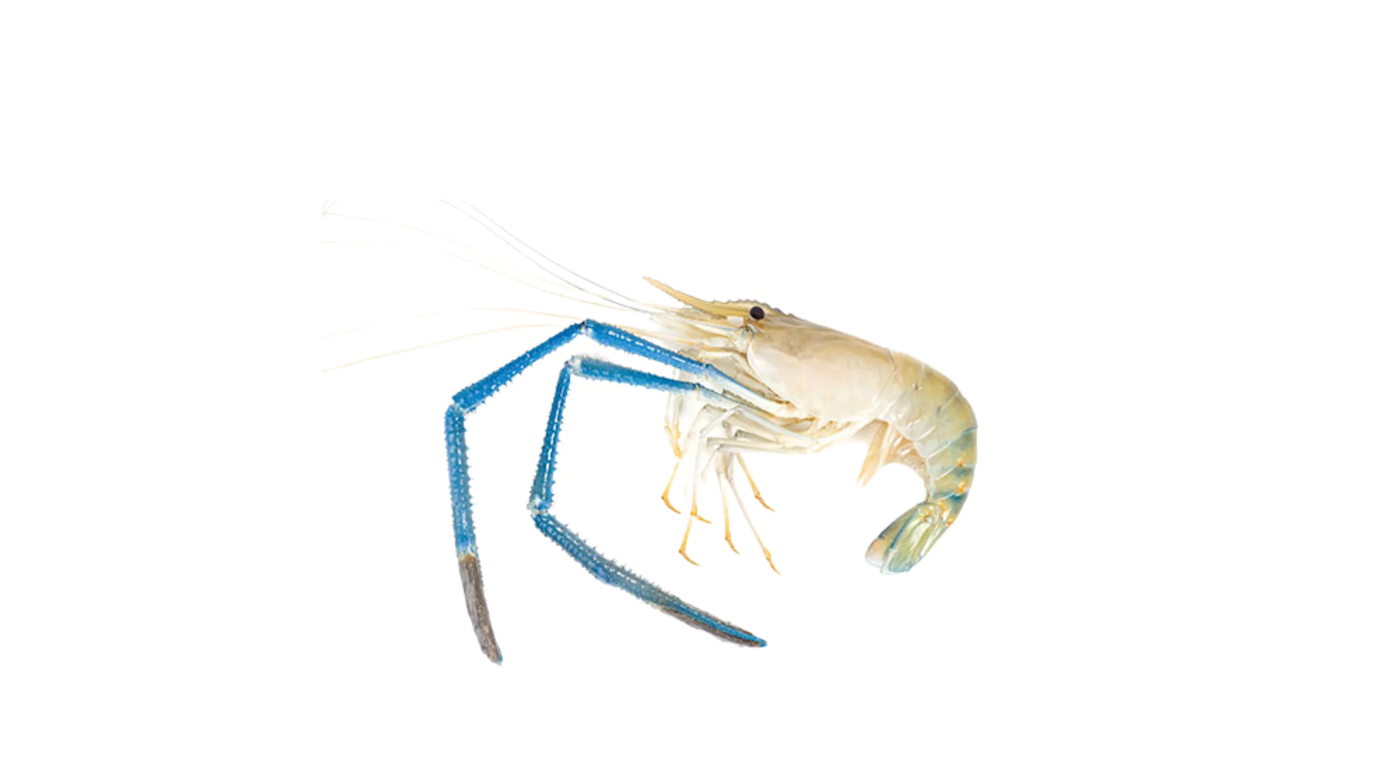 Fresh Water Prawn