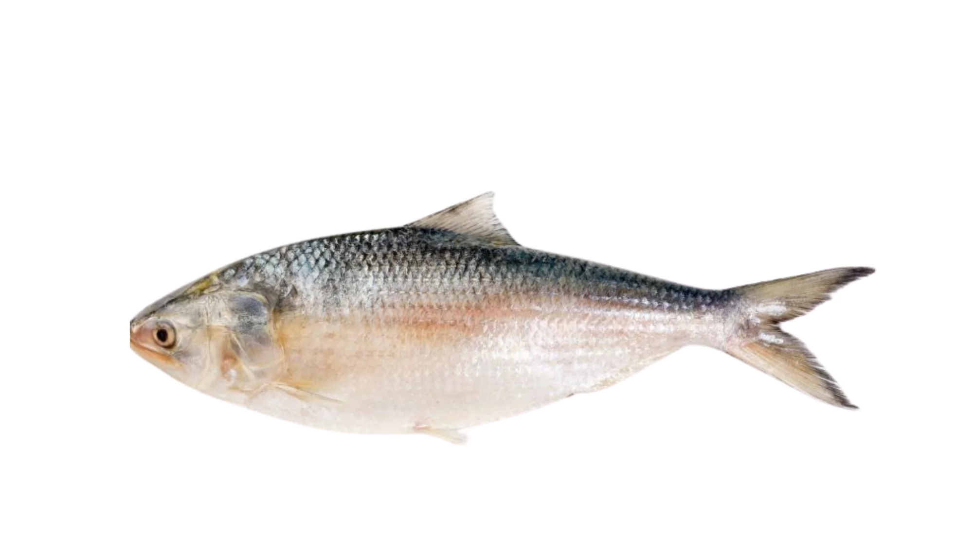 Hilsa Shad