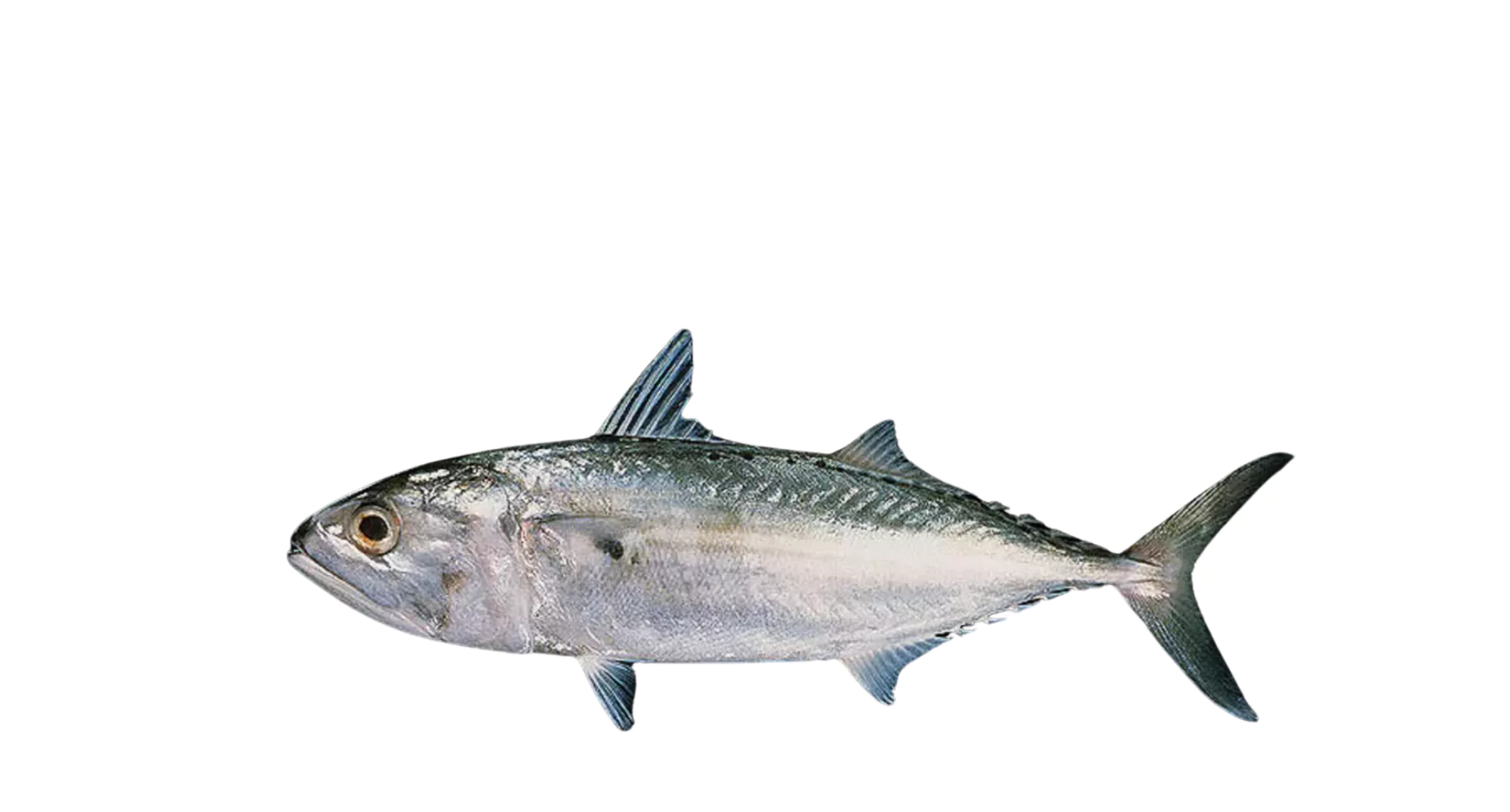 Indian Mackerel