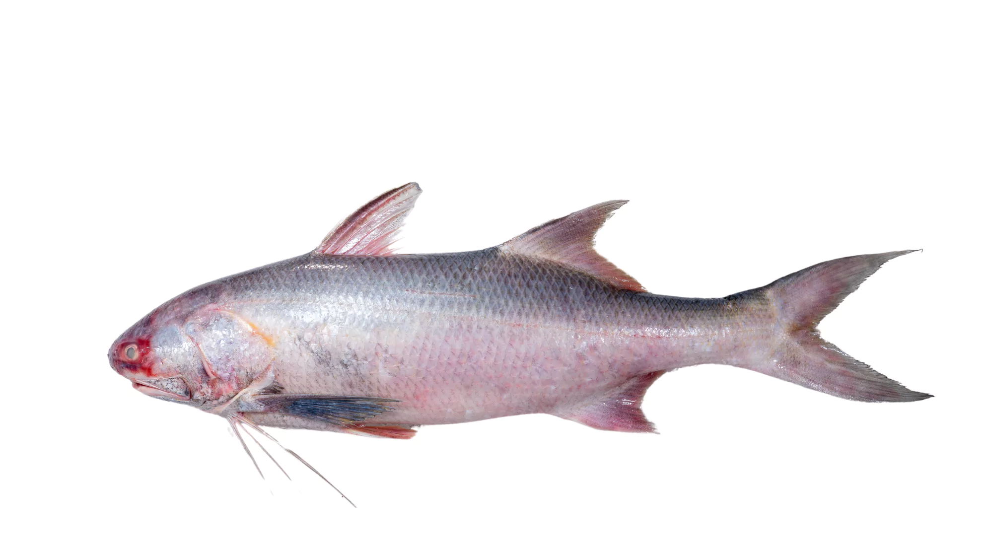 Indian Threadfin