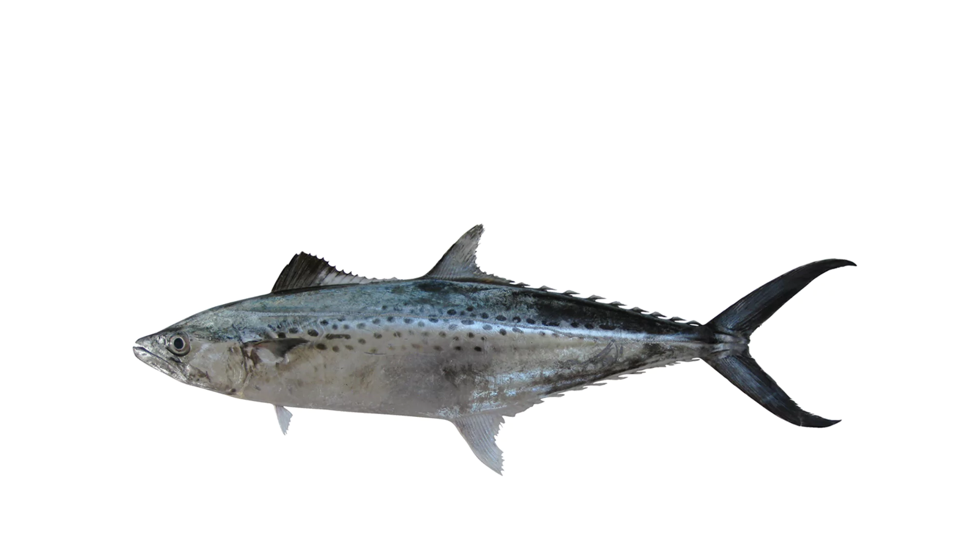 Indo Pacific King Mackerel