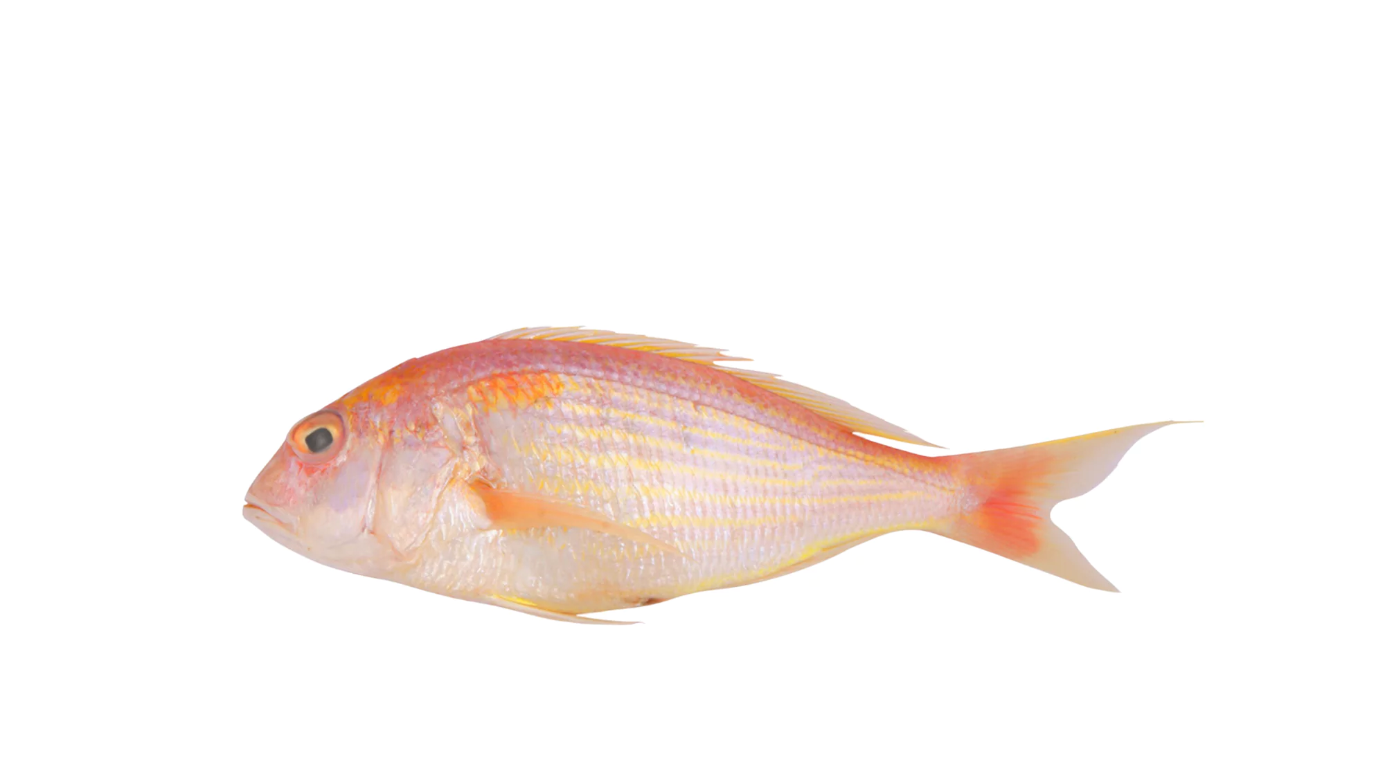 Japanese Threadfin Bream