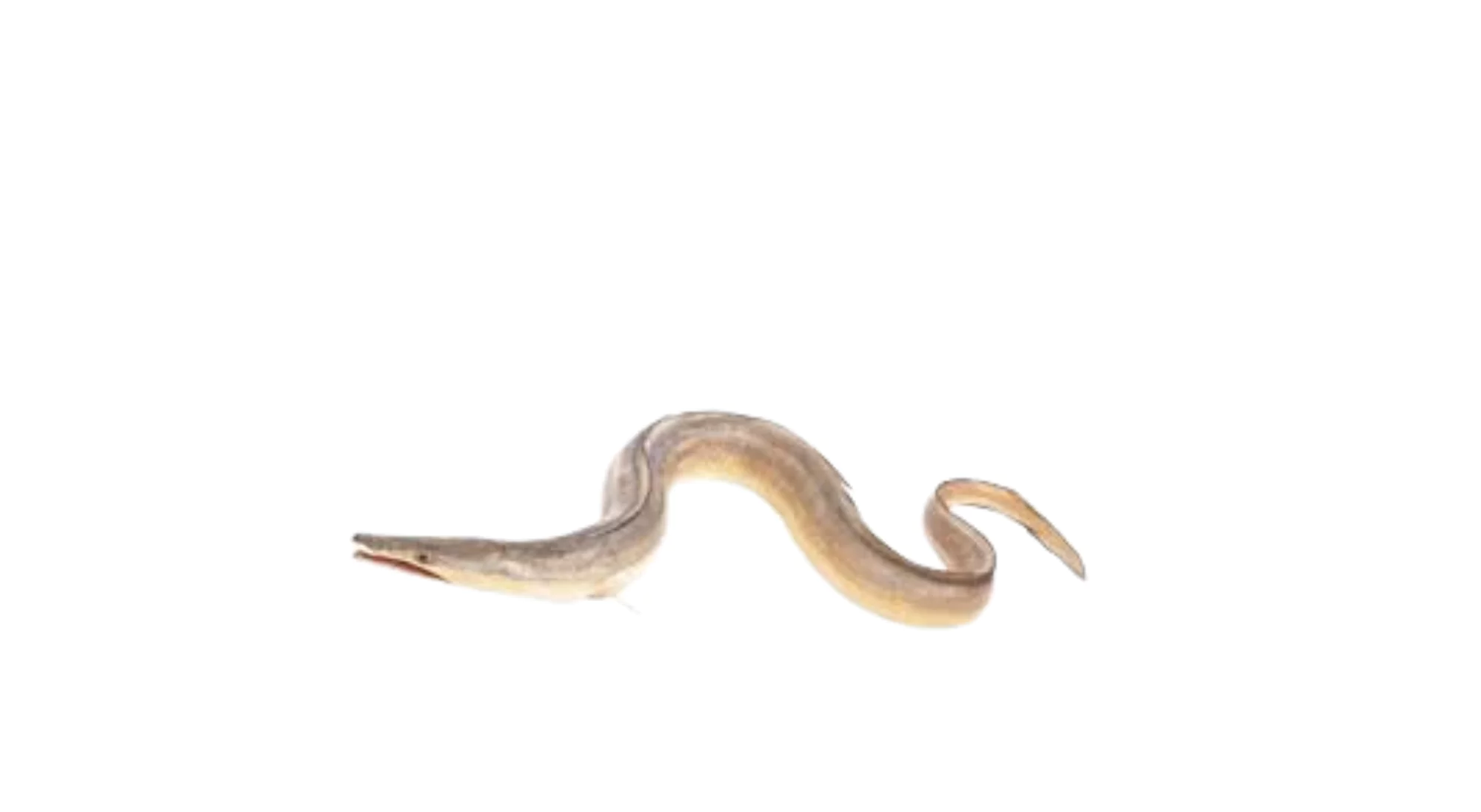 Sea Eel / Yellow Pike Conger
