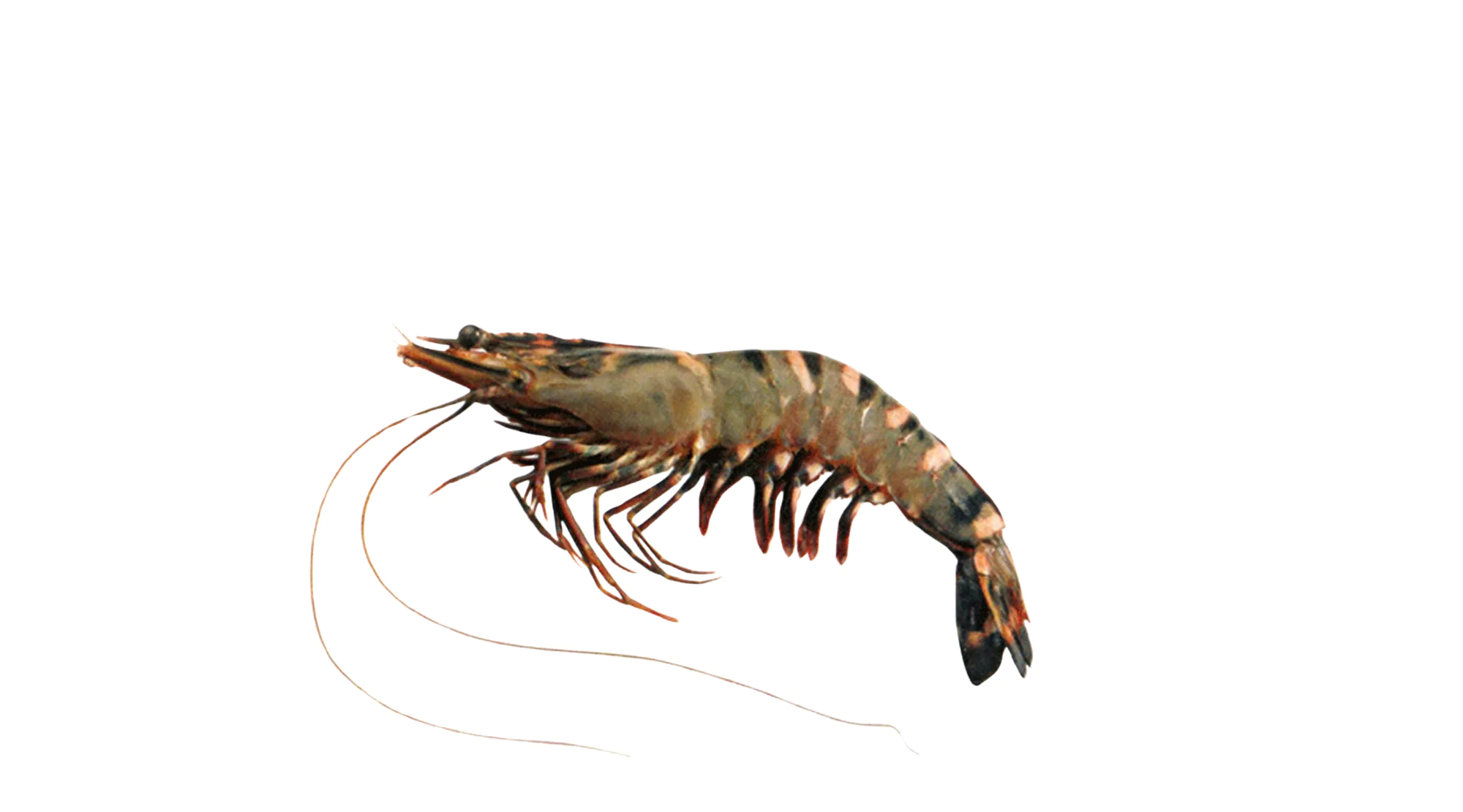 Tiger Shrimp