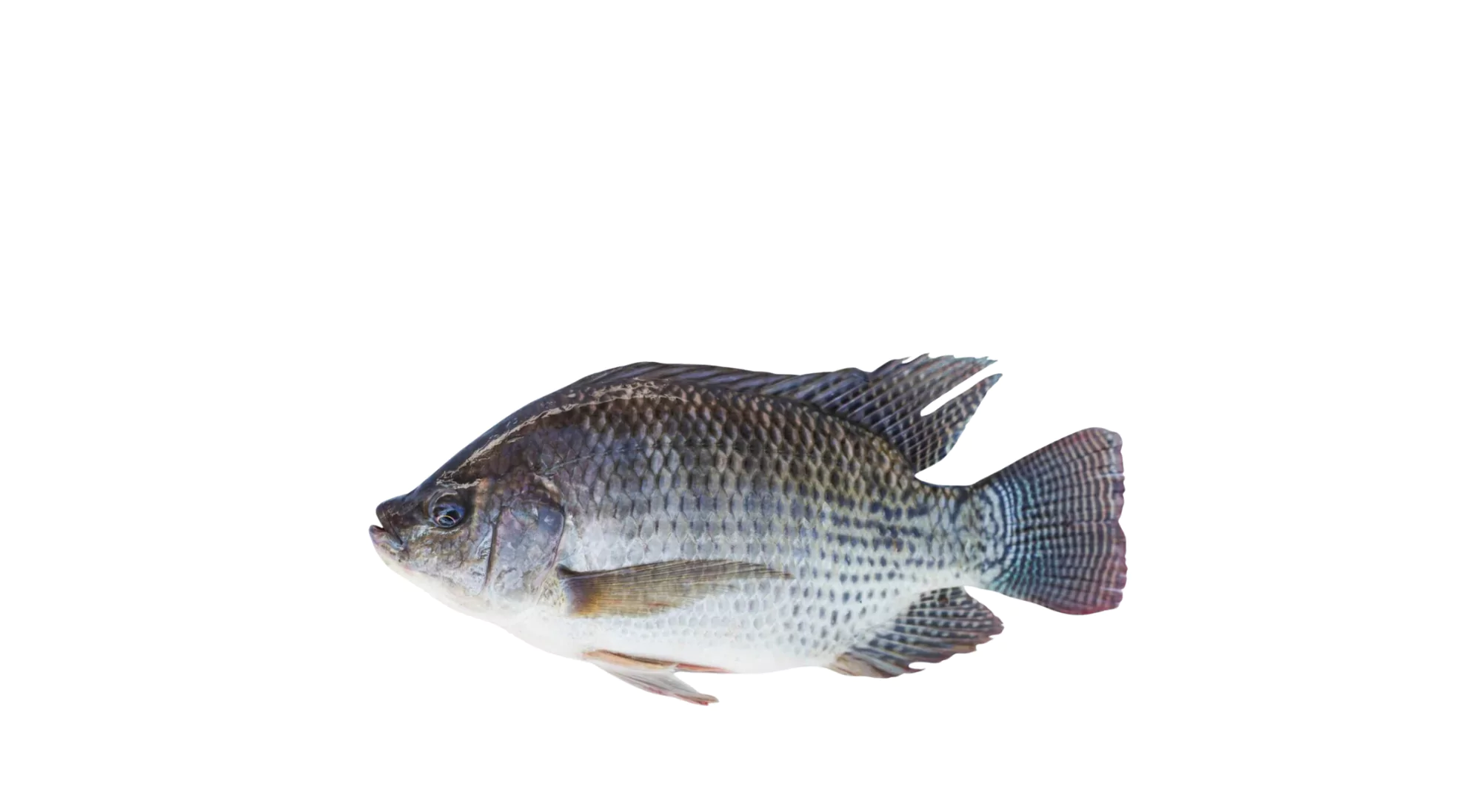 Tilapia