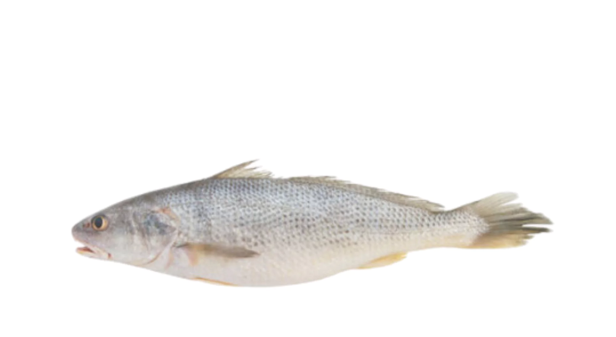 White Croaker