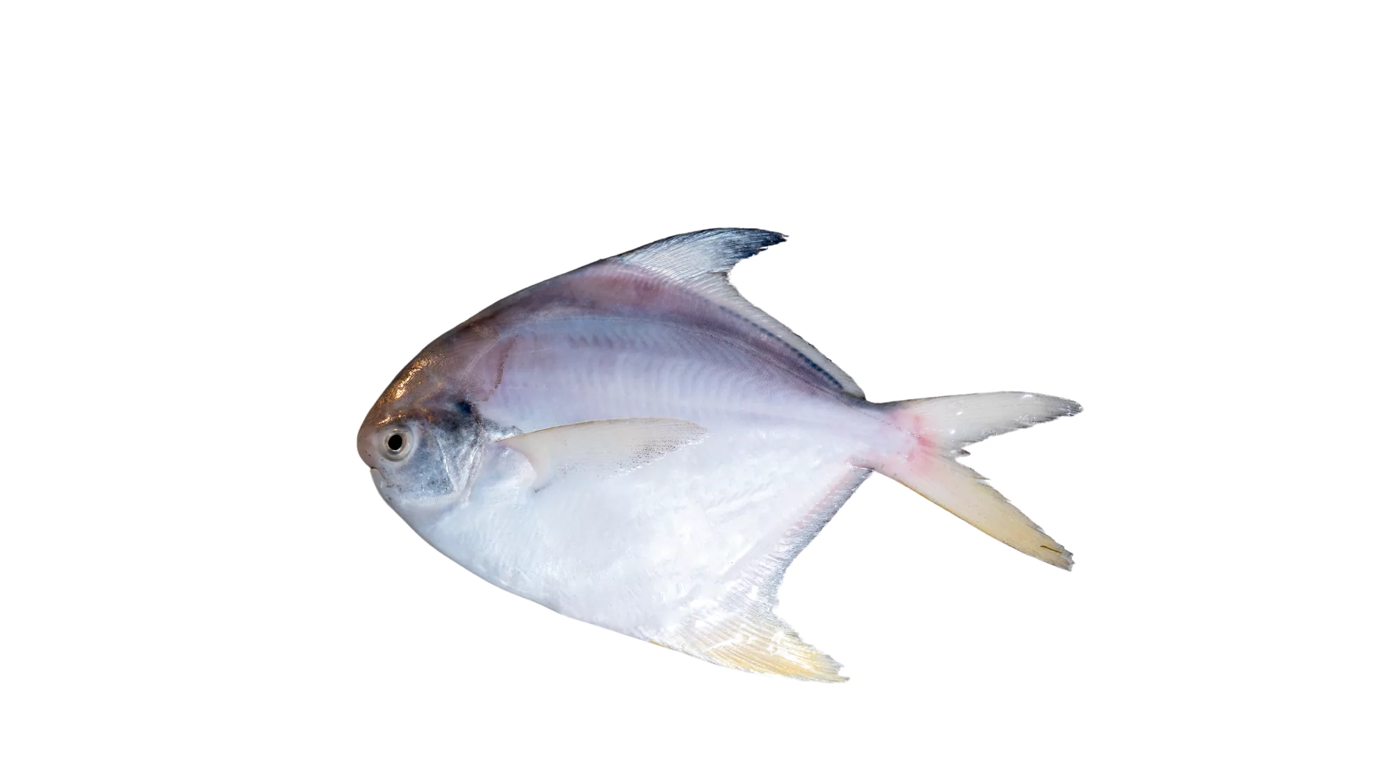 White Pomfret