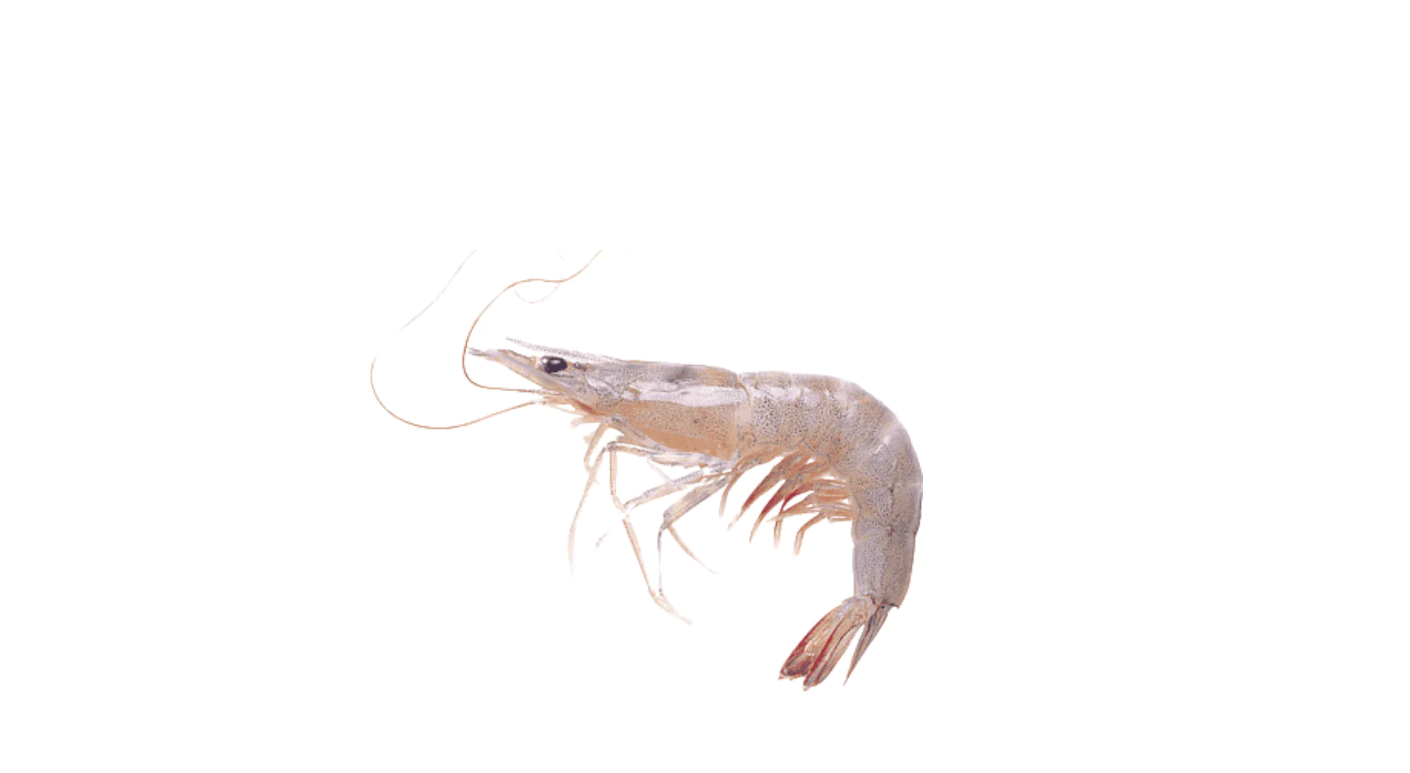 White Shrimp