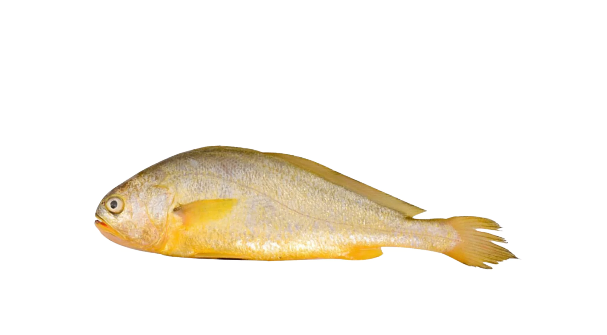 Yellow Croaker